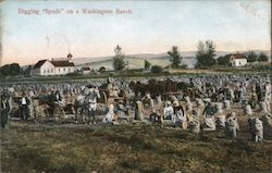 Digging Spuds on a Washington Ranch Postcard Postcard Postcard