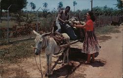 Donkey and Coconut Wagon Postcard