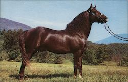 Morgan Stallion - Easter Twilight Postcard