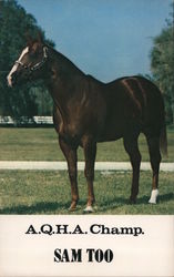 A.Q.H.A. Champ Sam Too Horses Postcard Postcard Postcard