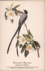 Fork-Tailed Flycatcher - Muscivora Tyrannus Birds Postcard Postcard Postcard