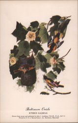 Baltimore Oriole Postcard