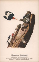 Red Headed Woodpecker Birds Postcard Postcard Postcard