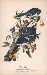 Blue Jay - Cyancotta Cristata Birds Postcard Postcard Postcard