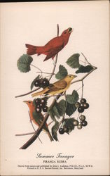 Summer Tanager Postcard