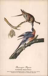 Passenger pigeon Postcard