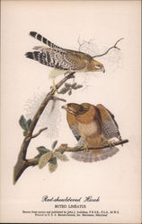 Red Shouldered Hawk Birds Postcard Postcard Postcard