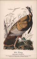 Wild Turkey Postcard