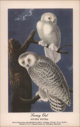 Snowy Owl - Nyctea Nyctea Postcard