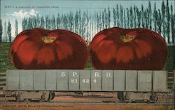 A Carload of Tomatoes Postcard