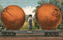 A Carload of Mammoth Navel Oranges From_______ Postcard