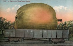 A Mammoth Belleflower Apple Postcard