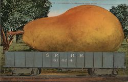 A Carload - A Mammoth Pear From__ Postcard