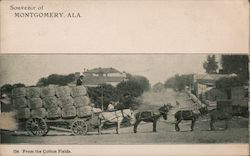 From the Cotton Fields Postcard