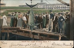 Sword Fish Caught off Block Island Rhode Island Postcard Postcard Postcard