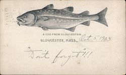 A Cod From Gloucester Massachusetts Postcard Postcard Postcard