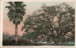 Palm and Oak in City Park Postcard