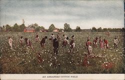 An Arkansas Cotton Field Farming Postcard Postcard Postcard