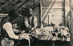 Newfoundland's Staple Industry - Heading and Splitting Codfish Postcard