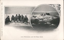 Live Whitecoats and Old Harp Seals Canada Misc. Canada Postcard Postcard Postcard