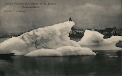 Arctic Visitors in Harbour of St. John's Newfoundland And Labrador Canada Postcard Postcard Postcard