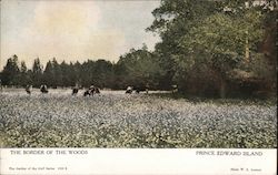 The Border Of the Woods Prince Edward Island Canada Misc. Canada Postcard Postcard Postcard