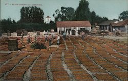 Peach Drying in California Postcard