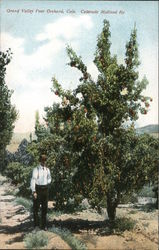 Grand Valley Pear Orchard Colorado Postcard Postcard Postcard