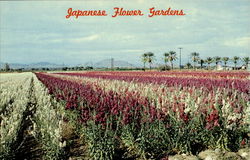 Japanese Flower Gardens Phoenix, AZ Postcard Postcard