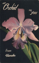 At Orchid to you From Florida Flowers Postcard Postcard Postcard