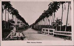 Palm Avenue, Houston Sugar Plantation Postcard