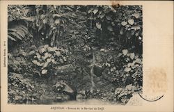 Anjouan - Source de la Ravine de Daji Postcard