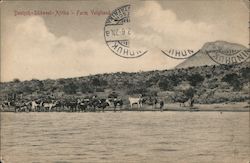 Deutsch-Sudwest-Afrika - Farm Voigtland Namibia Cows & Cattle Postcard Postcard Postcard