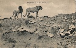 Geparden D S W Afrika (cheetahs) Postcard Postcard Postcard