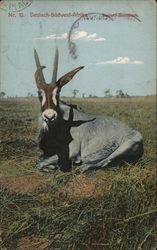 Nr. 10. German South West Africa. Ballard gemsbok Postcard