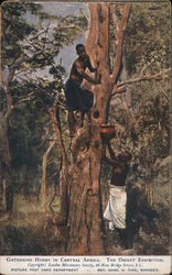 Gathering honey in Central Africa South Africa Postcard Postcard Postcard