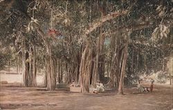 Banyan Tree, negombo, Ceylon Sri Lanka Southeast Asia Postcard Postcard Postcard