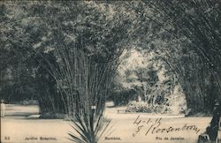 Jardim Botanico , Bambus Postcard