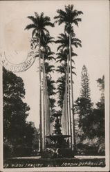 Rio de Janeiro - Jardim Botanica Postcard