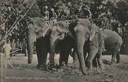 Wild Elephants Just Captures Sri Lanka Southeast Asia Postcard Postcard Postcard