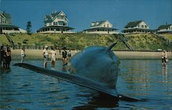 65 Foot Finback Whale Postcard