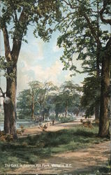 The Oaks in Beacon Hill Park Postcard