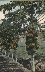 Papaia Trees Postcard