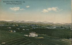 Bird's Eye View of Whittier, Cal, Showing Orange Groves California Postcard Postcard Postcard