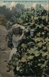 Glenn County Orange Grove and Muscat Grapeyard Willows, CA Postcard Postcard Postcard