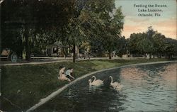 Feeding the Swans, Lake Lucerne Postcard