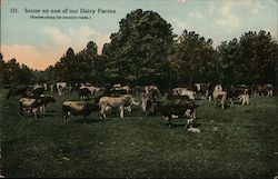 Scene on One of Our Dairy Farms Postcard