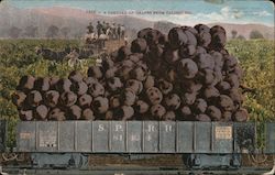 A Carload of Grapes from California Postcard