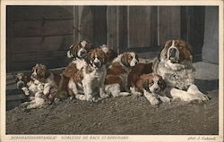 Family of St. Bernhards Postcard