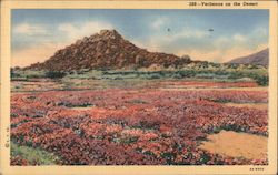 Verbanas on the Desert Cactus & Desert Plants Postcard Postcard Postcard